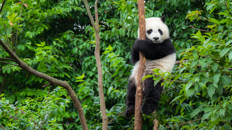 Panda Lounge Swivel Chair